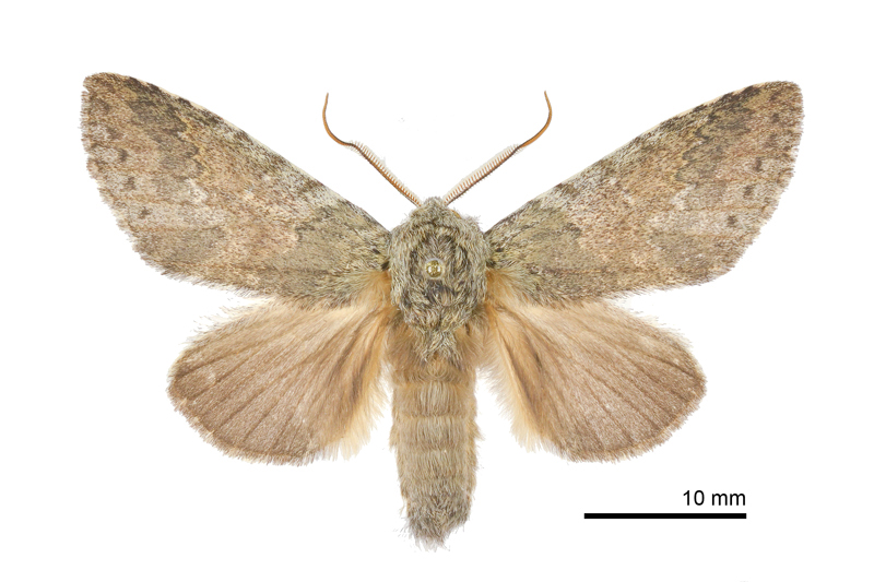 Disparia diluta variegata Male